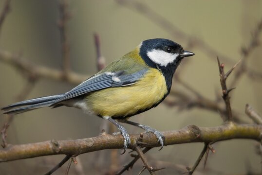 Great tit, great tit, parus major, birds, tits, passeri, songbirds, songbirds, tits, birds