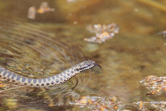 A common European adder (Vipera berus) covered in pollen swims in the pollen-covered water of a small pond on a sunny day. Tongue out. Bavaria, Germany
