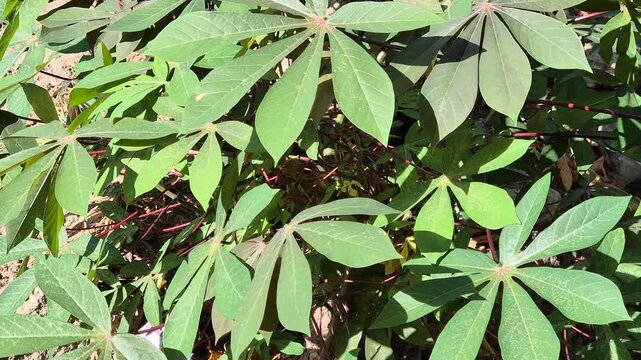 Fresh green cassava plant leaves growing in agricultural farm field under bright sunlight
