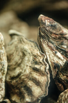 Close-up view of natural oyster shells displaying intricate textures and patterns, showcasing their unique shapes and colors against a blurred background