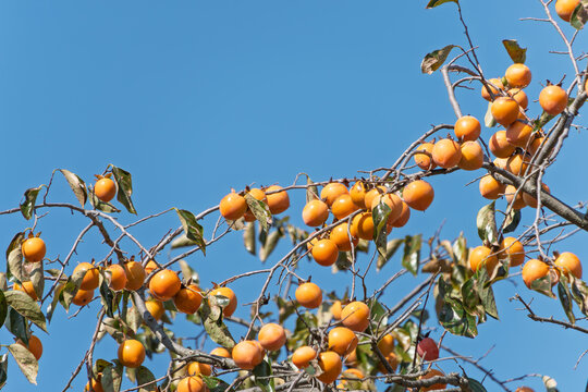 Persimmon Fruit Tree Branches with Ripe Orange Fruits Against Clear Blue Sky