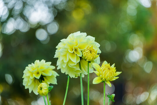 Close Up of Yellow Dahlia Flowers Blooming in Autumn Garden with Green Bokeh Background