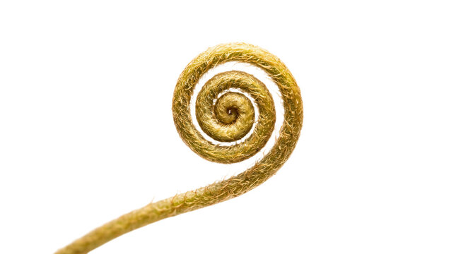 Curled fern fiddlehead frond spiral isolated on transparent background, golden botanical cutout showing natural plant texture and organic growth detail