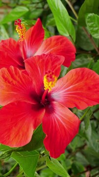 Red Hibiscus Flowers in Bloom. Two vivid tropical blossoms with yellow stamens move gently among lush green leaves. Ideal for botanical and summer projects.	