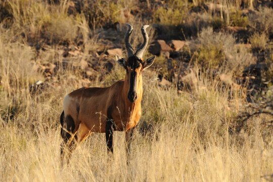 Cape hartebeest (Alcelaphus caama), also known as Red hartebeest or Caama hartebeest, watching across the dry grassland at Mountain Zebra National Park, South Africa