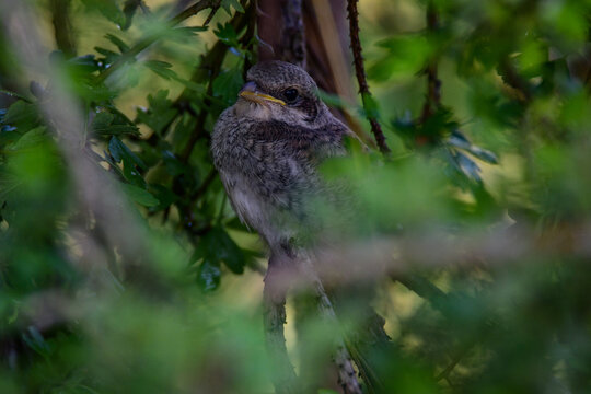 A young red-backed shrike hides