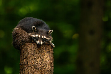 Cute raccoon sitting on wooden tree trunk © Quality by Simon
