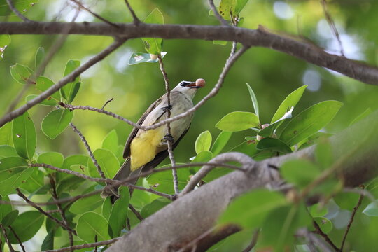 Yellow-vented Bulbul with Nut: A yellow-vented bulbul perches on a branch amidst lush green foliage, holding a nut in its beak, a common sight in tropical environments.