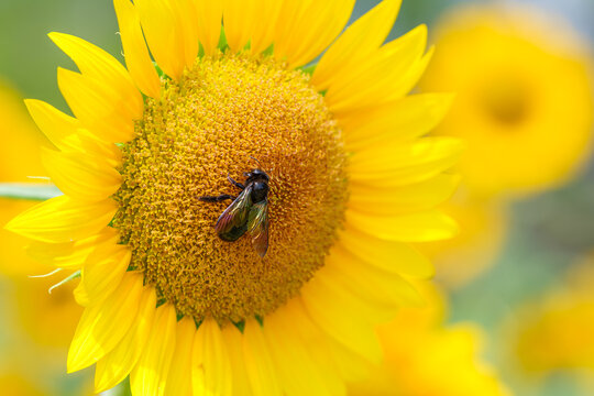 Close Up of Bumblebee Collecting Nectar on Sunflower Blooming in Summer Nature