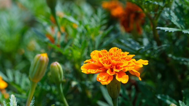 Close Up of Orange Marigold Flower Blooming with Bud in Summer Garden