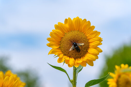 Close Up of Bumblebee Collecting Nectar on Sunflower Blooming Under Summer Sky