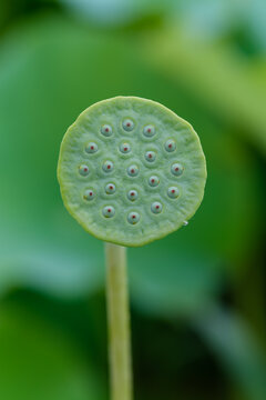 Close Up of Green Lotus Seed Head Blooming in Summer Water Lily Pond with Soft Green Bokeh Background