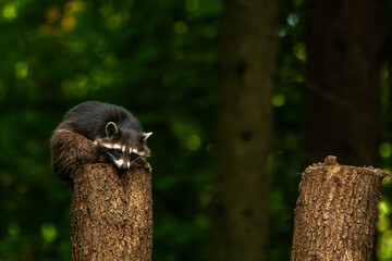 Cute raccoon sitting on wooden tree trunk in forest © Quality by Simon