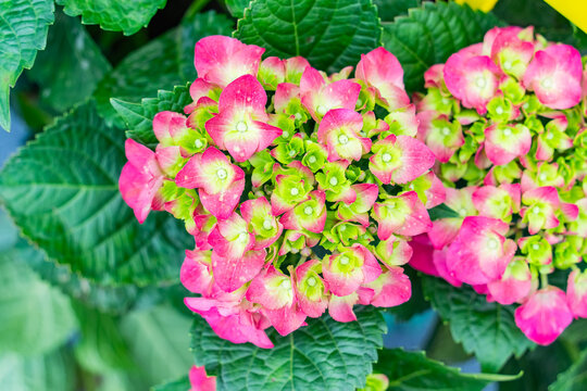 Blooming vibrant purple Hydrangea flowers in garden