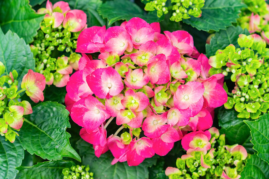 Blooming vibrant purple Hydrangea flowers in garden