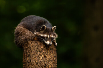 Cute raccoon sitting on wooden tree trunk in forest © Quality by Simon