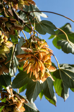 Sycamore maple, a large tree of the aceraceae family, in gemmotherapy, it acts on the liver to lower cholesterol and blood sugar levels