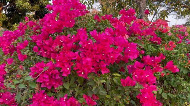 Beautiful blooming tropical bougainvillea bush with bright pink flowers