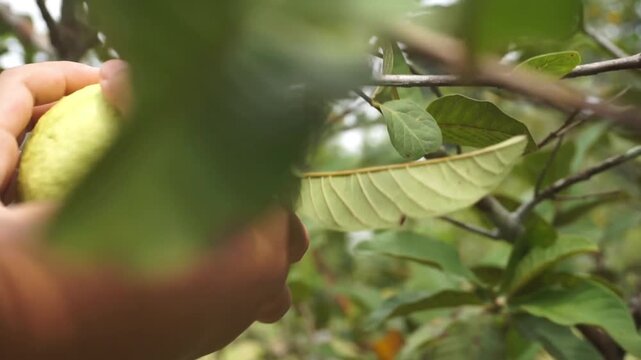 Guava. Picking guava fruit in the garden.