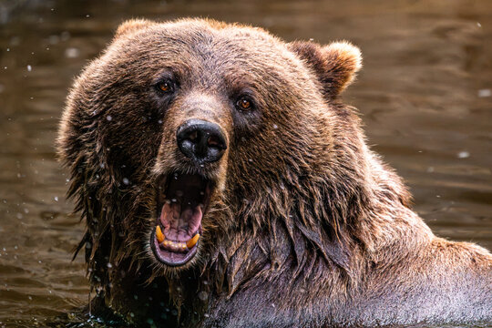 Brown bear roaring in water with open mouth