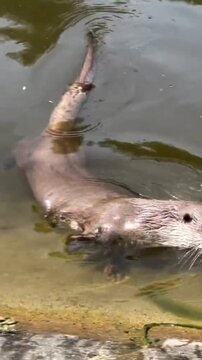 Playful Eurasian otter standing in shallow water and swimming near shore