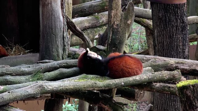 Red panda resting on wooden branches in a natural habitat, shifting position while surrounded by trees and greenery, showcasing its vibrant fur and playful demeanor