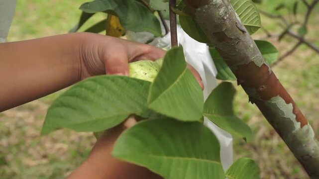 Guava. Picking guava fruit in the garden.