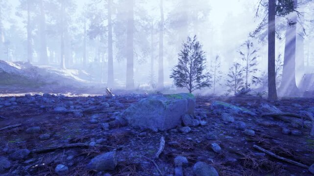 Small sapling centered in misty pine grove with trunks fading into blue haze. Soft light, damp soil, and quiet understory convey renewal and resilience, suited