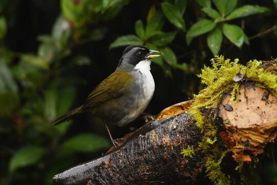 Grey-browed brushfinch (Arremon assimilis assimilis) perched on a branch at Reserva Yanacocha, Pichincha, Ecuador