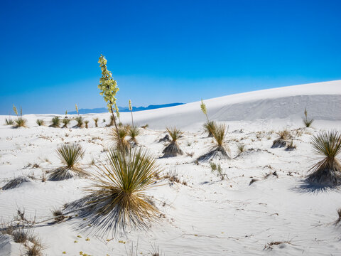 White gypsun sand dunes in White Sands National Park in New Mexico USA