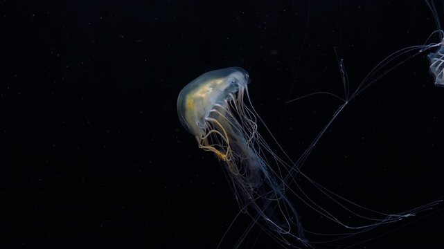 Mysterious underwater scene featuring a softly illuminated jellyfish with flowing tentacles