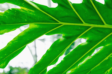 Macro photograph of a green Thaumatophyllum bipinnatifidum leaf. Prominent vein network © FuzullHanum