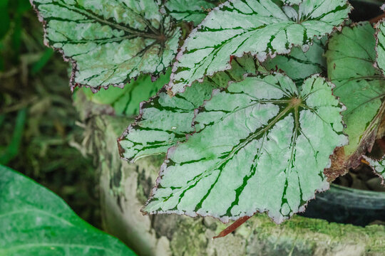 Begonia rex foliage with intricate silver and green patterns