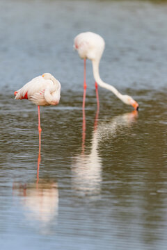 Greater flamingos (Phoenicopterus roseus) feeding in the shallow water of a lagoon in the Camargue, France.