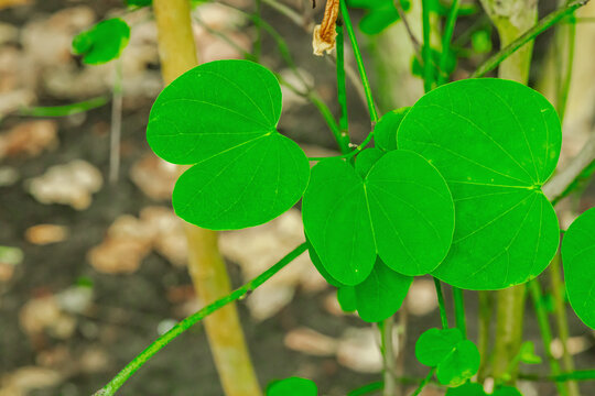 Bauhinia petersiana plant leaves with distinctive bilobed, heart-like shape. Green foliage