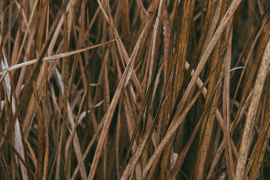 Full frame background texture of dense dry wild grass blades in autumn field