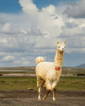 View of a white llama standing in the Siloli Desert with a cloudy sky in the background in Sur Lipez, Departamento de Potosi, Bolivia.