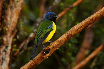 Obraz premium Black-chested mountain tanager (Cnemathraupis eximia chloronota) perched on a twig at Reserva Yanacocha, Pichincha, Ecuador