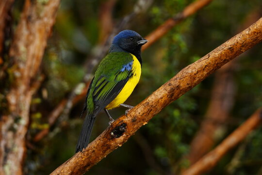 Black-chested mountain tanager (Cnemathraupis eximia chloronota) perched on a twig at Reserva Yanacocha, Pichincha, Ecuador
