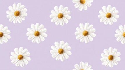 Fototapeta premium Seamless pattern of white daisy flowers on pastel purple background for modern spring decor and botanical wallpaper design projects