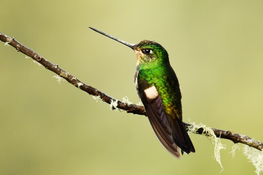 Female Buff-winged starfrontlet (Coeligena lutetiae albimaculata) perched on a twig at Reserva Yanacocha, Pichincha, Ecuador