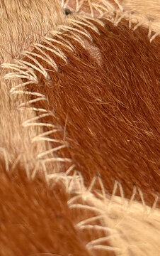 Abstract detail of two different colored animal hides sewn together with rough stitching. The texture of the fur is prominent in the natural tones of tan and brown. Perfect for backgrounds.