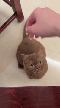 Brown british shorthair kitten playfully biting a human hand in this heartwarming video footage of feline interaction showing natural animal behavior inside a home setting with soft light and high def