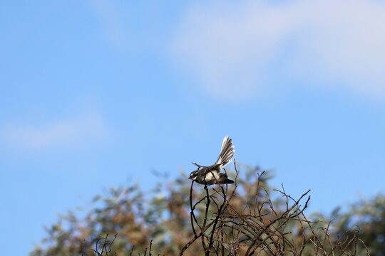 Grey Fantail (Rhipidura albiscapa) against blue sky, South Australia