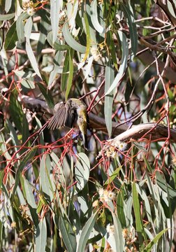 Brown-headed Honeyeater (Melithreptus brevirostris) perched in gum tree, South Australia