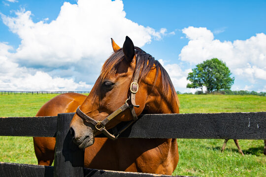 Horse looking over a fence on a Kentucky horse farm
