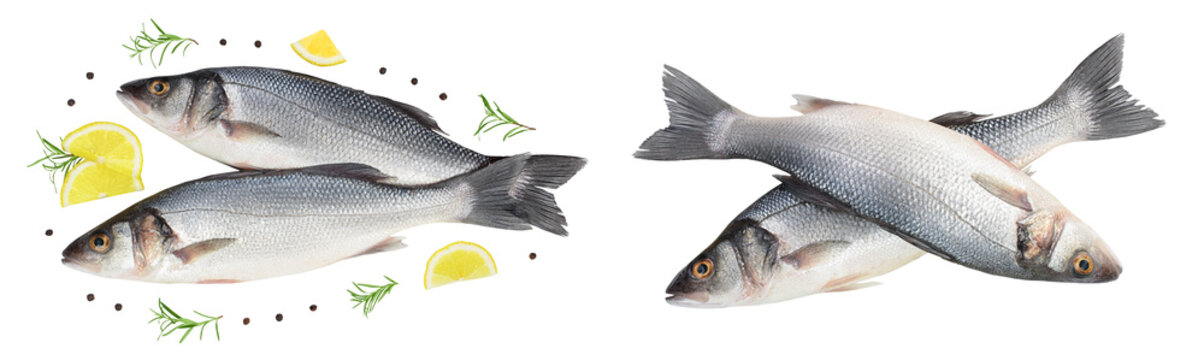 Sea bass fich isolated on white background . Top view. Flat lay