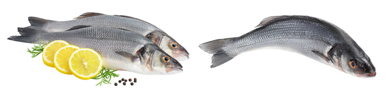 Sea bass fich isolated on white background with full depth of field.