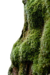 Fototapeta premium Close-up of thick soft green moss growing on a tree trunk isolated on a transparent background.