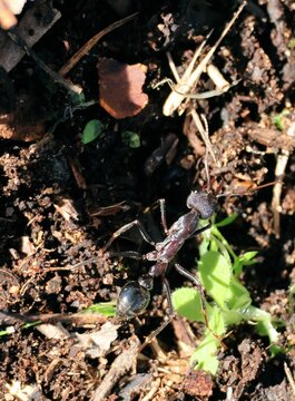 Close-up of Inch Ant (Myrmecia pyriformis) foraging, South Australia